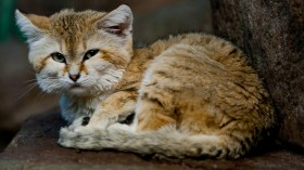 Arabian Sand Cat