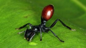 Cephalotes atratus