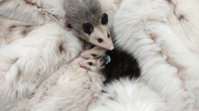 Virginia Opossum Joeys 3 - The Fund for Animals Wildlife Center