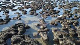 Stromatolites