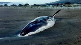 Fin Whale