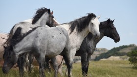 Wild Horses