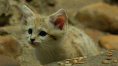 Curious Sand Cat