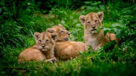 Asiatic Lions