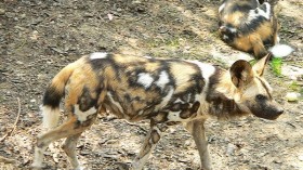 African wild dog