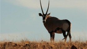 Gemsbok (Oryx gazella gazella) in the Kunene region in Namibia.