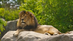 King Lion