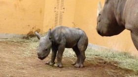 Eastern Black Rhino Calf 