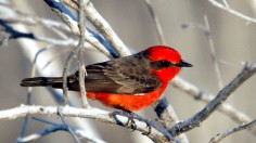 Vermilion Flycatcher