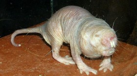 Naked Mole Rat