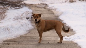 Dog waiting