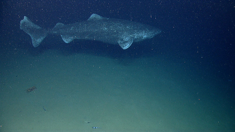 Nuclear Bomb Pulses Reveal 400-Year-Old Greenland Shark is World's