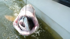 A three-foot-long dogfish being eating by a sand tiger shark