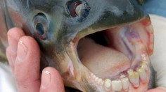 Pacu with a humanoid teeth