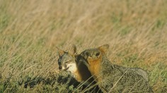 Grooming Foxes on Santa Cruz Island