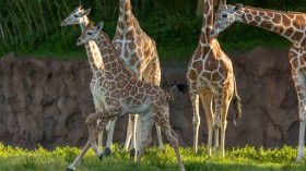 Baby giraffes