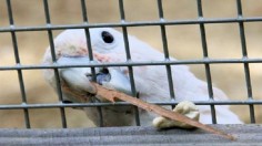 Cockatoo