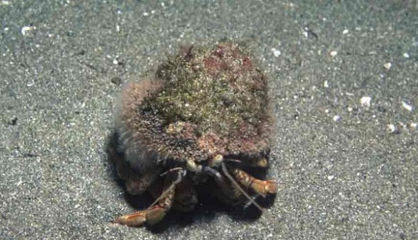 Hydractinia echinata on the carapace of a hermit crab.