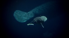 Singapore-Born Sea Cows Back in the Caribbean After a Century of Extinction