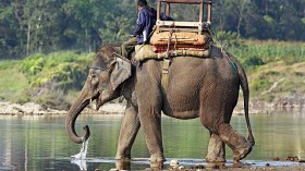 Elephants are used for safari tourism throughout Asia