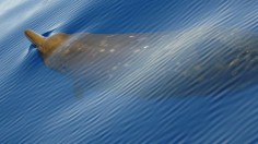 Beaked Whale