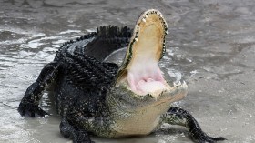 American alligator with mouth open in defensive position 