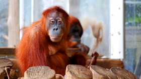 Sumatran Orangutan