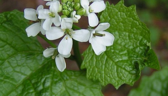 Garlic Mustard (Alliaria petiolata)