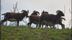 Soay sheep