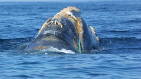 Rescue Attempt Of Rare North Atlantic Whale