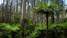 Mountain ash trees