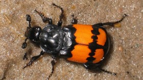 burying beetle