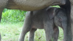 The calf's mother was pregnant for around 22 months before giving birth to the 90 kilo baby 