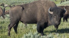 Bison