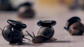 Snails with tracking devices 