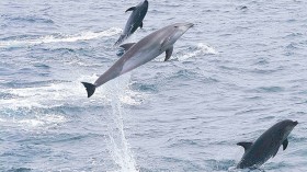 Common Bottlenose Dolphin (Tursiops truncatus) - Galapagos