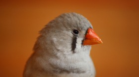 Zebra Finch Female