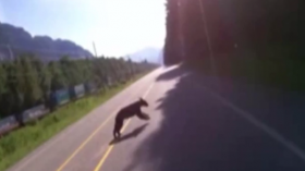 Bear in the road 