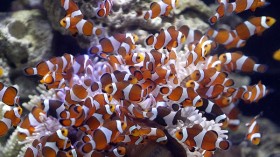 Clownfish