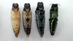 Ventral view of Emerald Ash Borers, from pupae to adult.