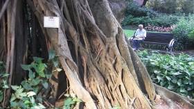 Banyan Tree at Kowloon park