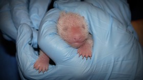 Newborn Giant Panda Cub at National Zoo in Washington DC 