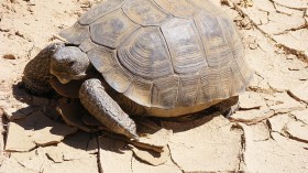 Agassiz's desert tortoise, G. agassizii