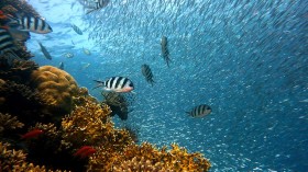 coral reefs