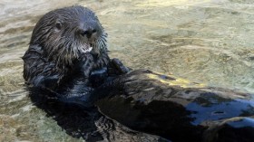 Sea Otter