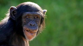 Sydney's Taronga Zoo Welcomes New Baby Chimp