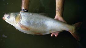 Silver carp (Hypophthalmichthys molitrix)