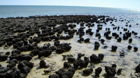 Stromatolites in Shark Bay