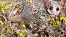 Pygmy Possum