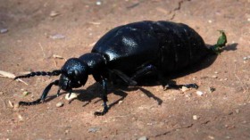 The National Trust Conduct Their Oil Beetle Survey